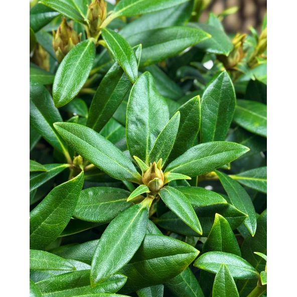 'Hoppy' - różanecznik jakuszimański
Rhododendron yakushimanum 'Hoppy'