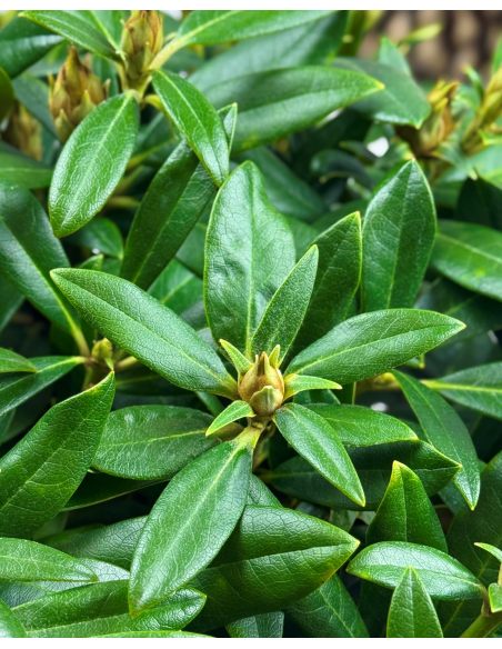 'Hoppy' - różanecznik jakuszimański
Rhododendron yakushimanum 'Hoppy'