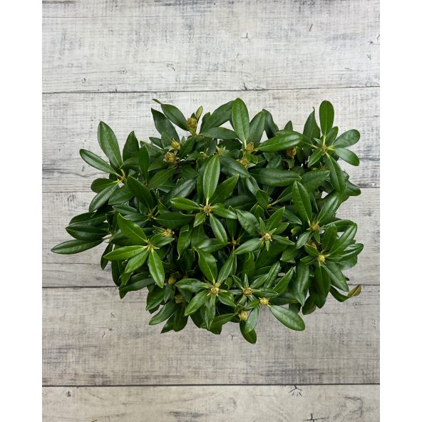 'Hoppy' - różanecznik jakuszimański
Rhododendron yakushimanum 'Hoppy'