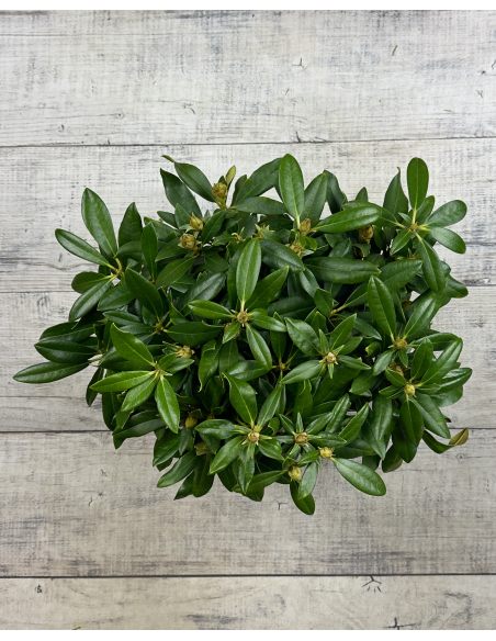 'Hoppy' - różanecznik jakuszimański
Rhododendron yakushimanum 'Hoppy'