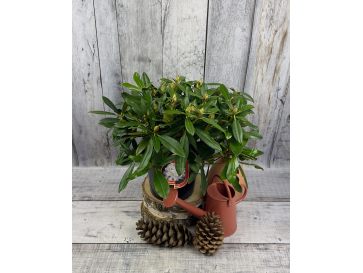 'Hoppy' - różanecznik jakuszimański
Rhododendron yakushimanum 'Hoppy' 2