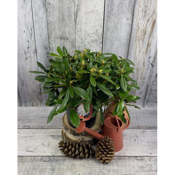 'Hoppy' - różanecznik jakuszimański
Rhododendron yakushimanum 'Hoppy'