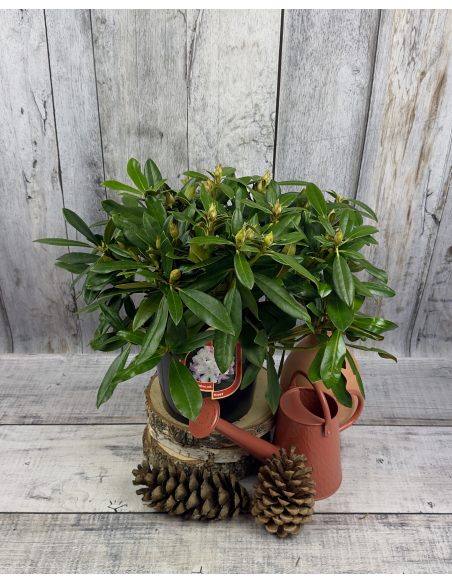 'Hoppy' - różanecznik jakuszimański
Rhododendron yakushimanum 'Hoppy'