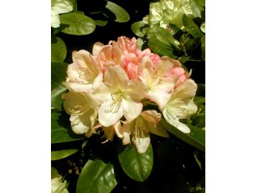 'Lachsgold' - różanecznik wielkokwiatowy
Rhododendron hybridum 'Lachsgold'