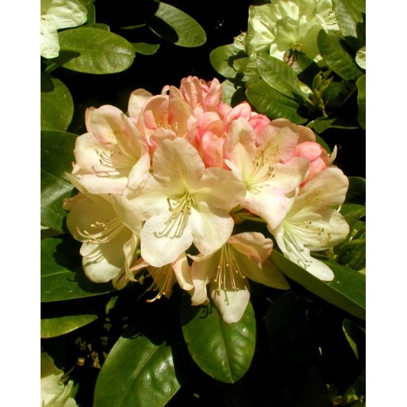 'Lachsgold' - różanecznik wielkokwiatowy
Rhododendron hybridum 'Lachsgold'