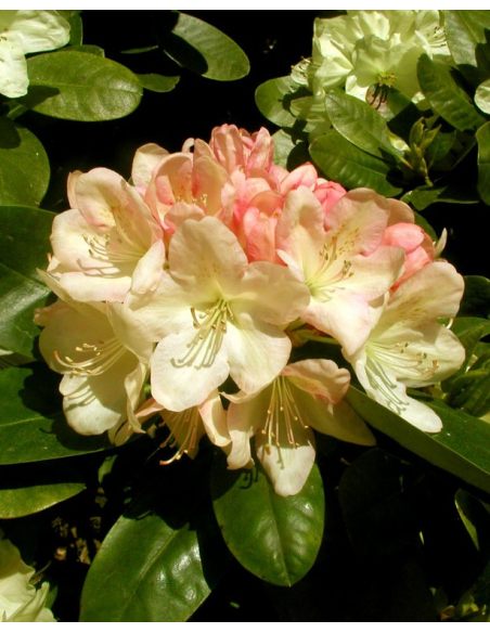 'Lachsgold' - różanecznik wielkokwiatowy
Rhododendron hybridum 'Lachsgold'