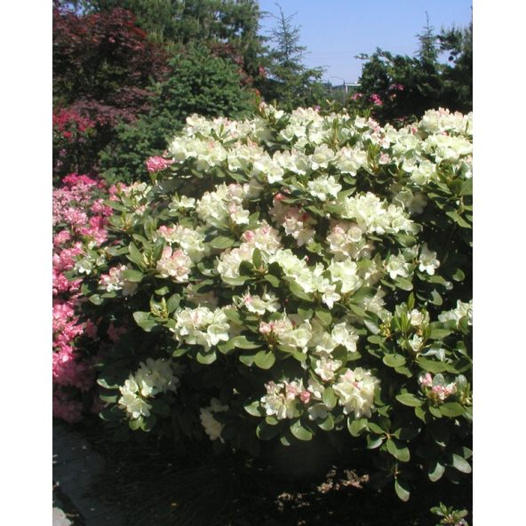 'Lachsgold' - różanecznik wielkokwiatowy
Rhododendron hybridum 'Lachsgold'