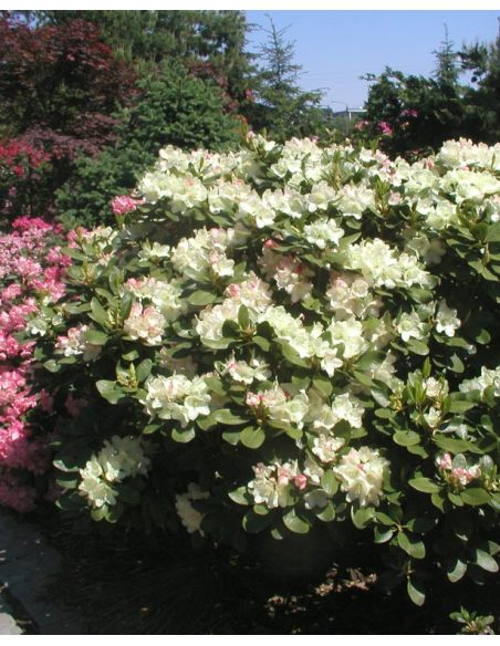 'Lachsgold' - różanecznik wielkokwiatowy
Rhododendron hybridum 'Lachsgold'