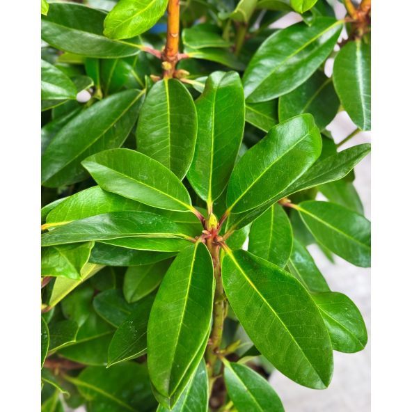 'Lachsgold' - różanecznik wielkokwiatowy
Rhododendron hybridum 'Lachsgold'
