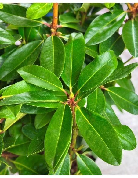 'Lachsgold' - różanecznik wielkokwiatowy
Rhododendron hybridum 'Lachsgold'