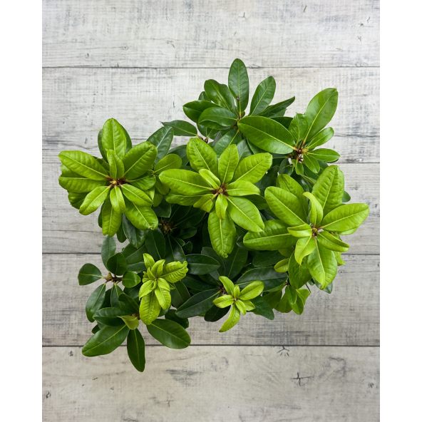 'Lachsgold' - różanecznik wielkokwiatowy
Rhododendron hybridum 'Lachsgold'