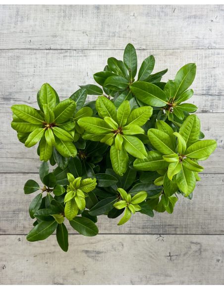 'Lachsgold' - różanecznik wielkokwiatowy
Rhododendron hybridum 'Lachsgold'