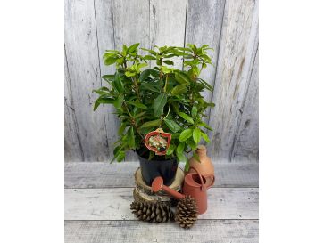 'Lachsgold' - różanecznik wielkokwiatowy
Rhododendron hybridum 'Lachsgold' 2