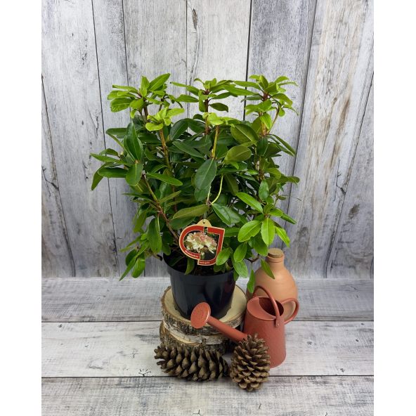 'Lachsgold' - różanecznik wielkokwiatowy
Rhododendron hybridum 'Lachsgold'