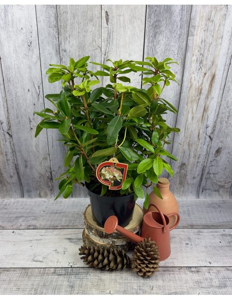 'Lachsgold' - różanecznik wielkokwiatowy
Rhododendron hybridum 'Lachsgold'