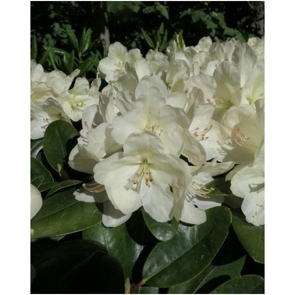 'Lachsgold' - różanecznik wielkokwiatowy
Rhododendron hybridum 'Lachsgold'