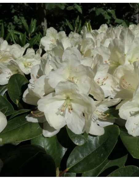 'Lachsgold' - różanecznik wielkokwiatowy
Rhododendron hybridum 'Lachsgold'