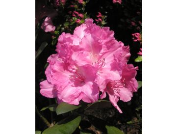 'Lumina' różanecznik jakuszimański
Rhododendron yakushimanum 'Lumina'