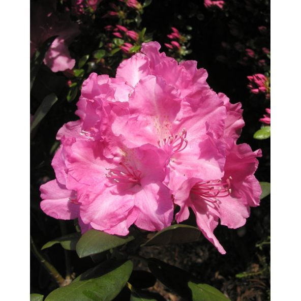 'Lumina' różanecznik jakuszimański
Rhododendron yakushimanum 'Lumina'