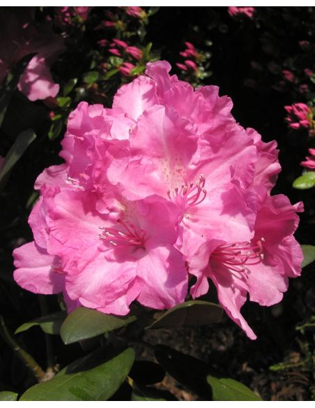 'Lumina' różanecznik jakuszimański
Rhododendron yakushimanum 'Lumina'