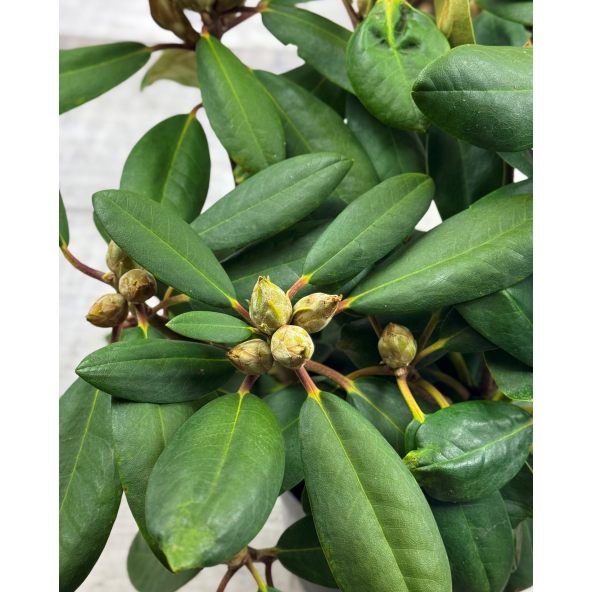 'Lumina' różanecznik jakuszimański
Rhododendron yakushimanum 'Lumina'