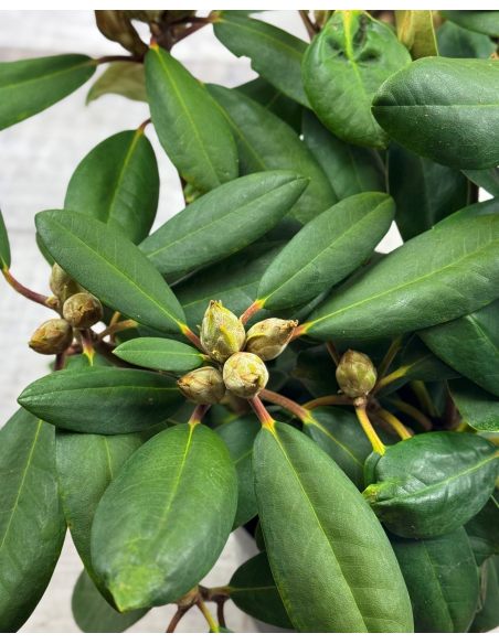 'Lumina' różanecznik jakuszimański
Rhododendron yakushimanum 'Lumina'