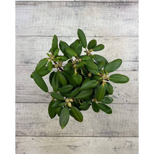 'Lumina' różanecznik jakuszimański
Rhododendron yakushimanum 'Lumina'