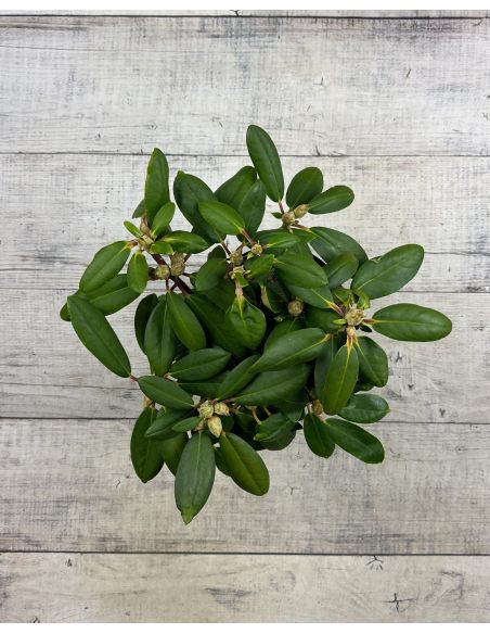 'Lumina' różanecznik jakuszimański
Rhododendron yakushimanum 'Lumina'