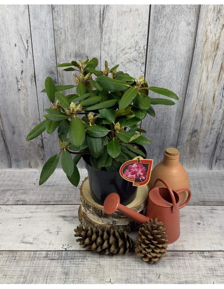 'Lumina' różanecznik jakuszimański
Rhododendron yakushimanum 'Lumina'