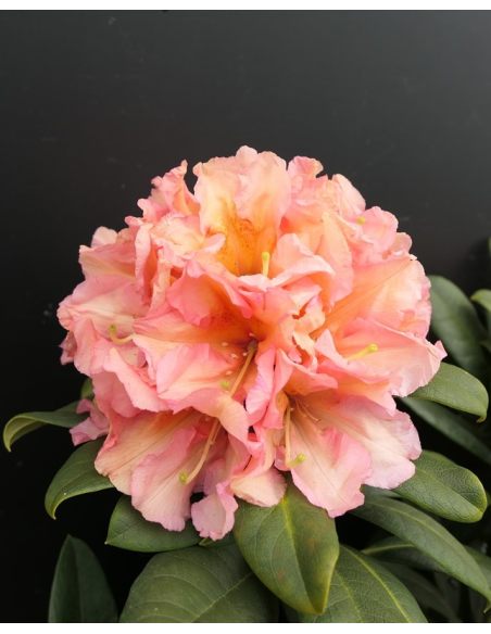 'Orangina' - różanecznik wielkokwiatowy
Rhododendron hybridum 'Orangina'