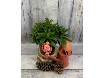 'Orangina' - różanecznik wielkokwiatowy
Rhododendron hybridum 'Orangina' 2