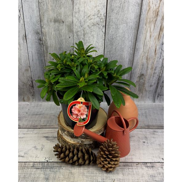 'Orangina' - różanecznik wielkokwiatowy
Rhododendron hybridum 'Orangina'