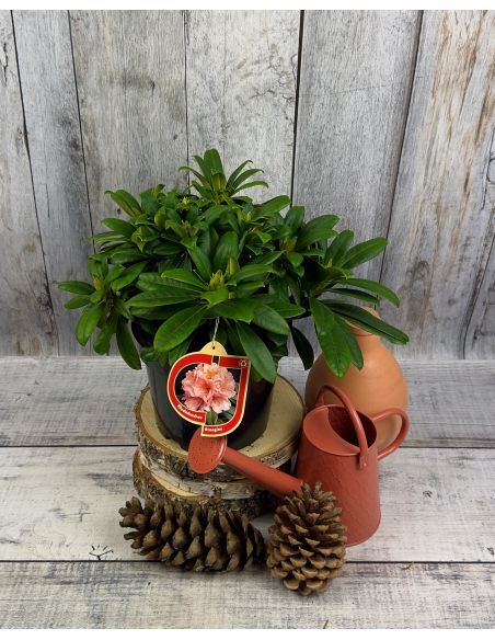 'Orangina' - różanecznik wielkokwiatowy
Rhododendron hybridum 'Orangina'