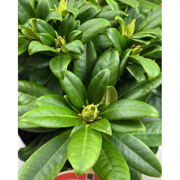 'Orangina' - różanecznik wielkokwiatowy
Rhododendron hybridum 'Orangina'