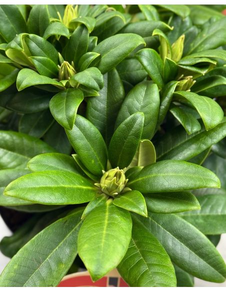 'Orangina' - różanecznik wielkokwiatowy
Rhododendron hybridum 'Orangina'