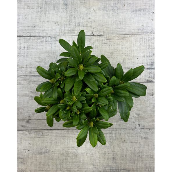 'Orangina' - różanecznik wielkokwiatowy
Rhododendron hybridum 'Orangina'