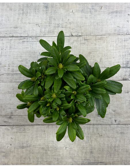 'Orangina' - różanecznik wielkokwiatowy
Rhododendron hybridum 'Orangina'