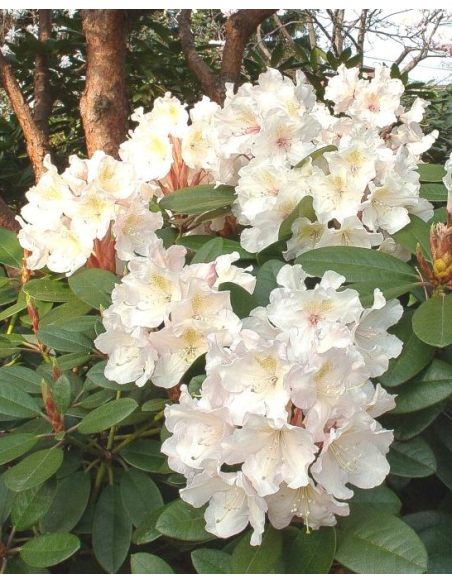 'Polonez Chopina' - różanecznik wielkokwiatowy
Rhododendron hybridum 'Polonez Chopina'
(R. aureum x 'Tomasz Wojciech')