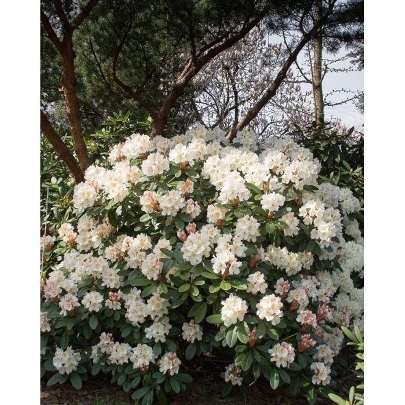 'Polonez Chopina' - różanecznik wielkokwiatowy
Rhododendron hybridum 'Polonez Chopina'
(R. aureum x 'Tomasz Wojciech')