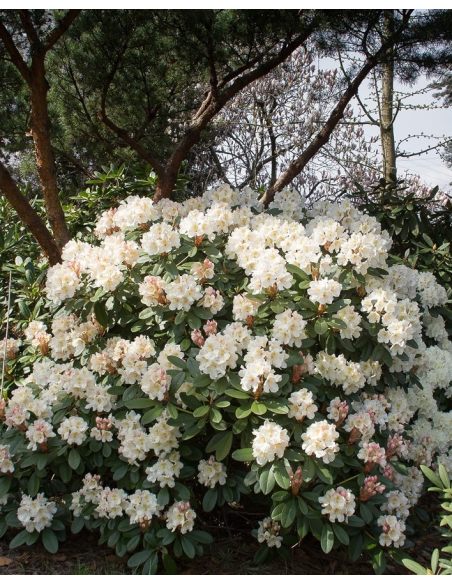 'Polonez Chopina' - różanecznik wielkokwiatowy
Rhododendron hybridum 'Polonez Chopina'
(R. aureum x 'Tomasz Wojciech')