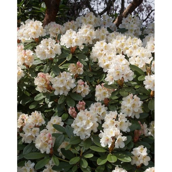 'Polonez Chopina' - różanecznik wielkokwiatowy
Rhododendron hybridum 'Polonez Chopina'
(R. aureum x 'Tomasz Wojciech')
