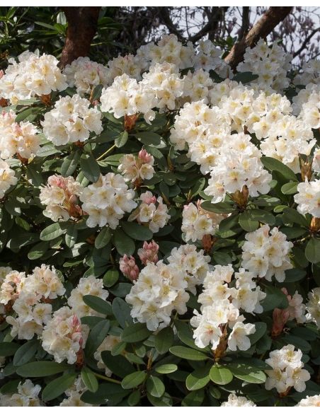 'Polonez Chopina' - różanecznik wielkokwiatowy
Rhododendron hybridum 'Polonez Chopina'
(R. aureum x 'Tomasz Wojciech')