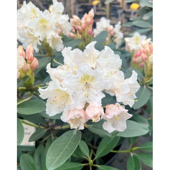'Polonez Chopina' - różanecznik wielkokwiatowy
Rhododendron hybridum 'Polonez Chopina'
(R. aureum x 'Tomasz Wojciech')