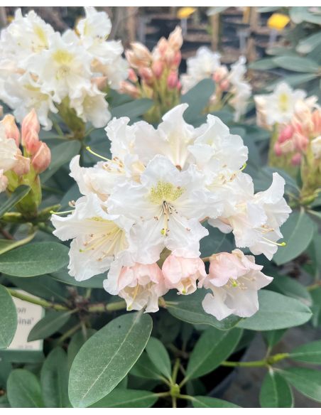 'Polonez Chopina' - różanecznik wielkokwiatowy
Rhododendron hybridum 'Polonez Chopina'
(R. aureum x 'Tomasz Wojciech')