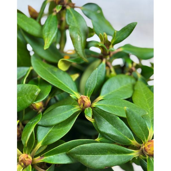 'Polonez Chopina' - różanecznik wielkokwiatowy
Rhododendron hybridum 'Polonez Chopina'
(R. aureum x 'Tomasz Wojciech')