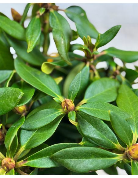 'Polonez Chopina' - różanecznik wielkokwiatowy
Rhododendron hybridum 'Polonez Chopina'
(R. aureum x 'Tomasz Wojciech')