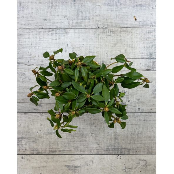 'Polonez Chopina' - różanecznik wielkokwiatowy
Rhododendron hybridum 'Polonez Chopina'
(R. aureum x 'Tomasz Wojciech')