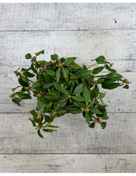 'Polonez Chopina' - różanecznik wielkokwiatowy
Rhododendron hybridum 'Polonez Chopina'
(R. aureum x 'Tomasz Wojciech')