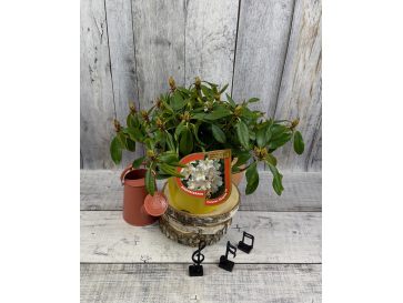 'Polonez Chopina' - różanecznik wielkokwiatowy
Rhododendron hybridum 'Polonez Chopina'
(R. aureum x 'Tomasz Wojciech') 2