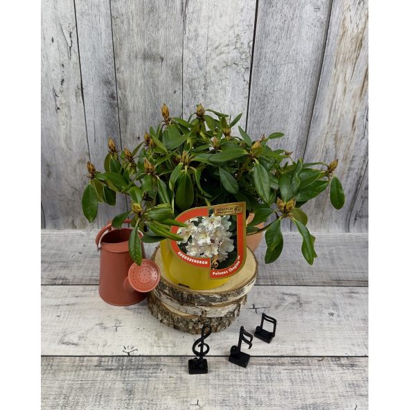 'Polonez Chopina' - różanecznik wielkokwiatowy
Rhododendron hybridum 'Polonez Chopina'
(R. aureum x 'Tomasz Wojciech')